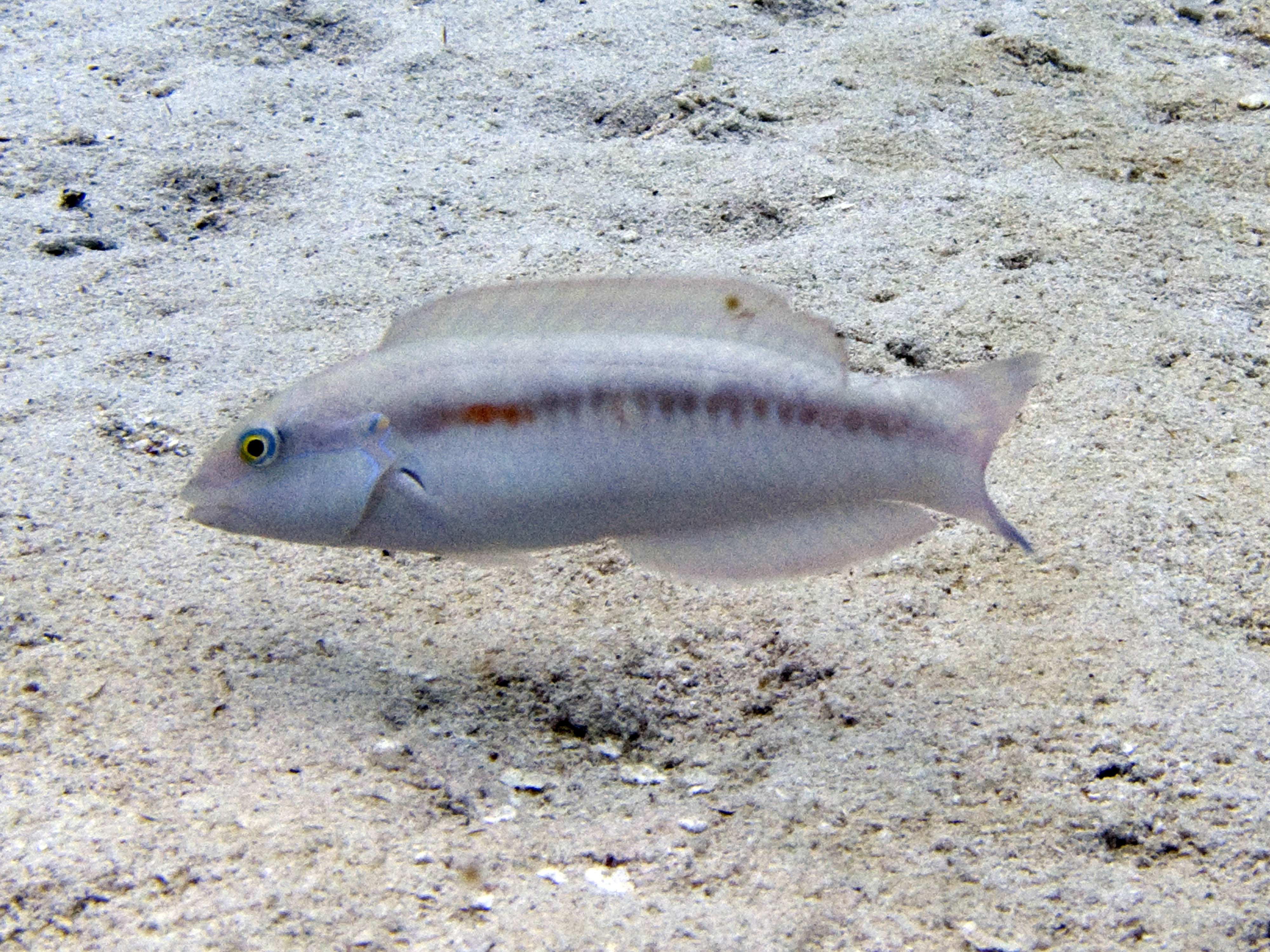 Unidentified fish